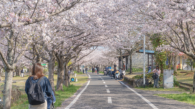 徐福サイクルロードの桜並木