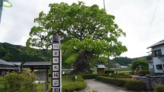 川古の大楠公園