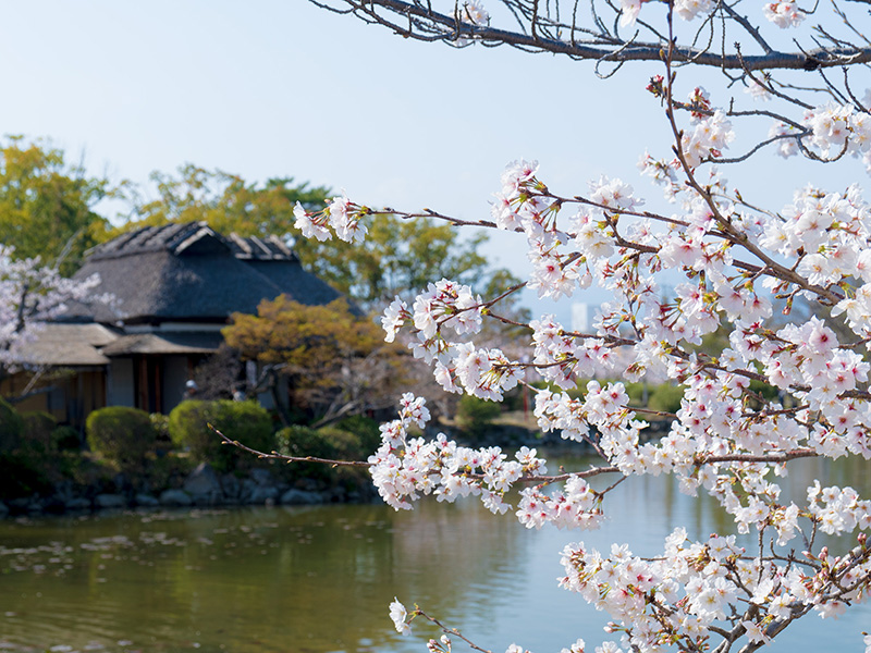 桜と神野公園の茶室隔林亭