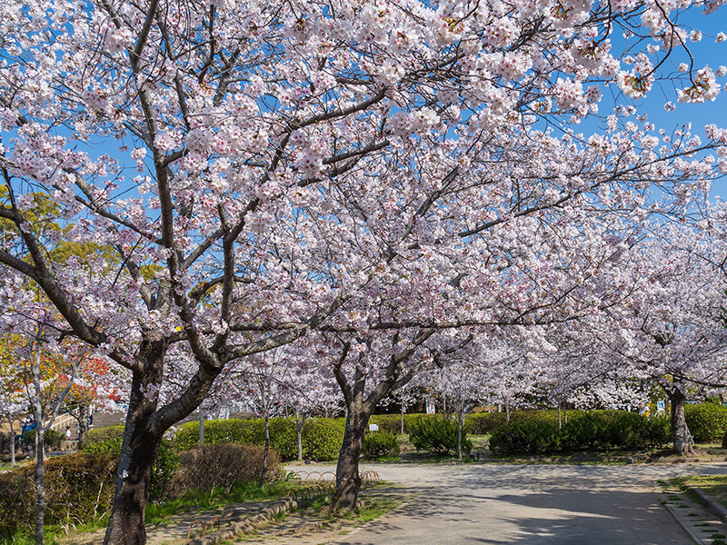 神野公園の桜並木
