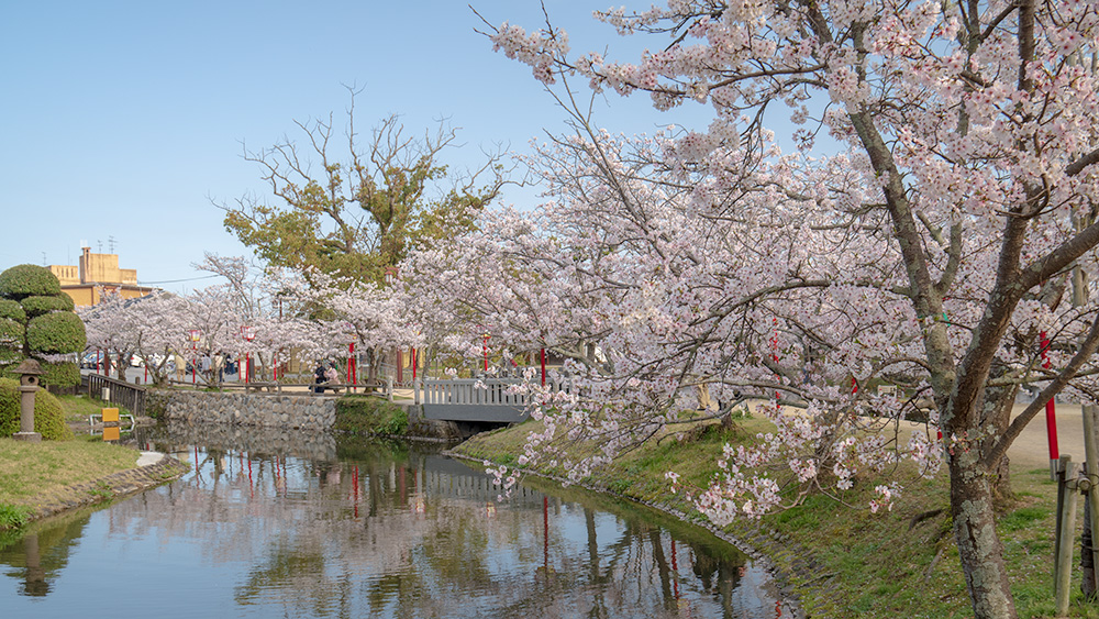小城公園の桜
