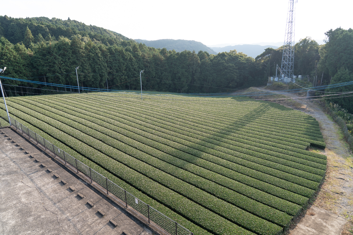 立岩展望台 嬉野茶 茶畑