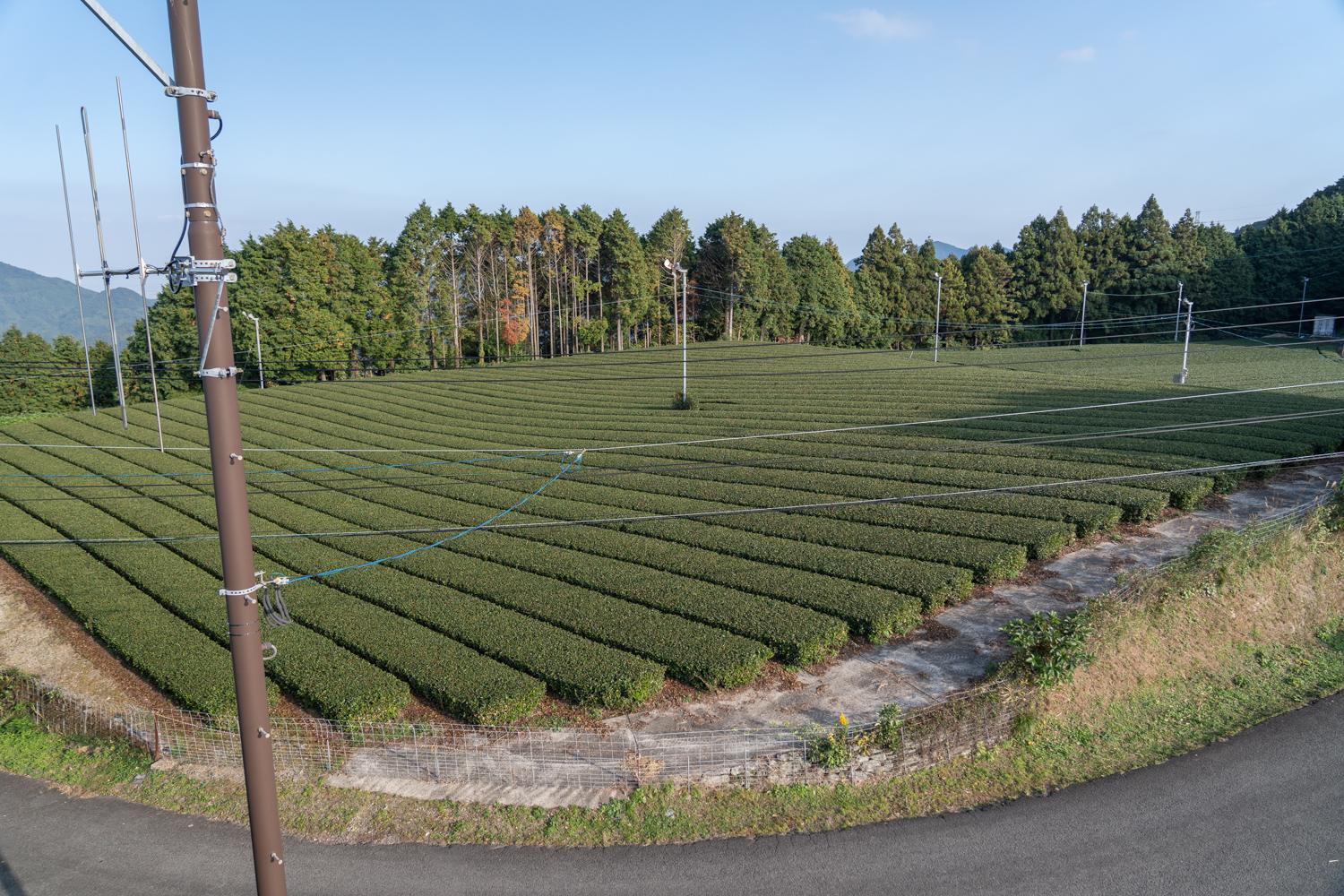 立岩展望台 嬉野茶 茶畑